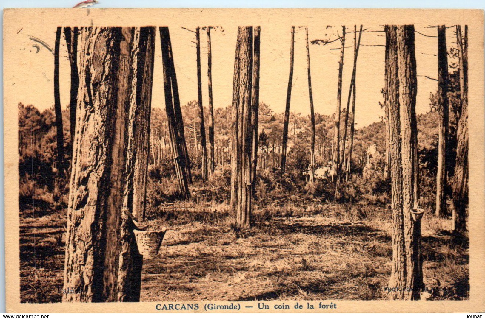 33 CARCANS - Un Coin De La Forêt - Résine     * - Carcans