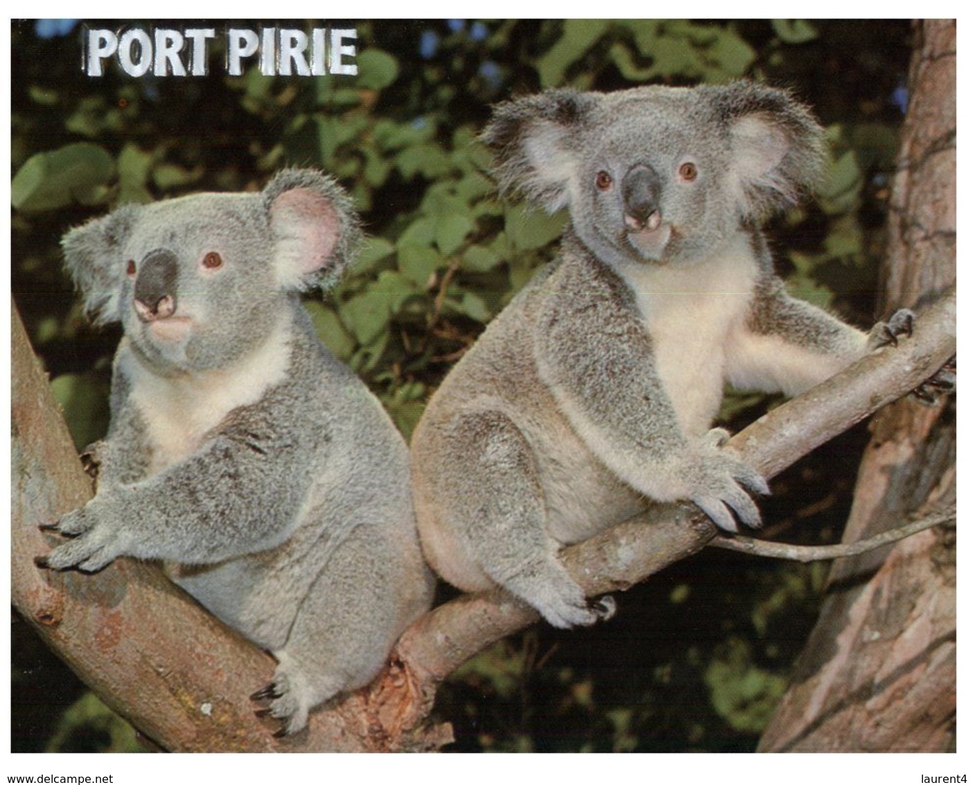 (E 11) Australia - SA - Port Pirie - Koala - Andere & Zonder Classificatie