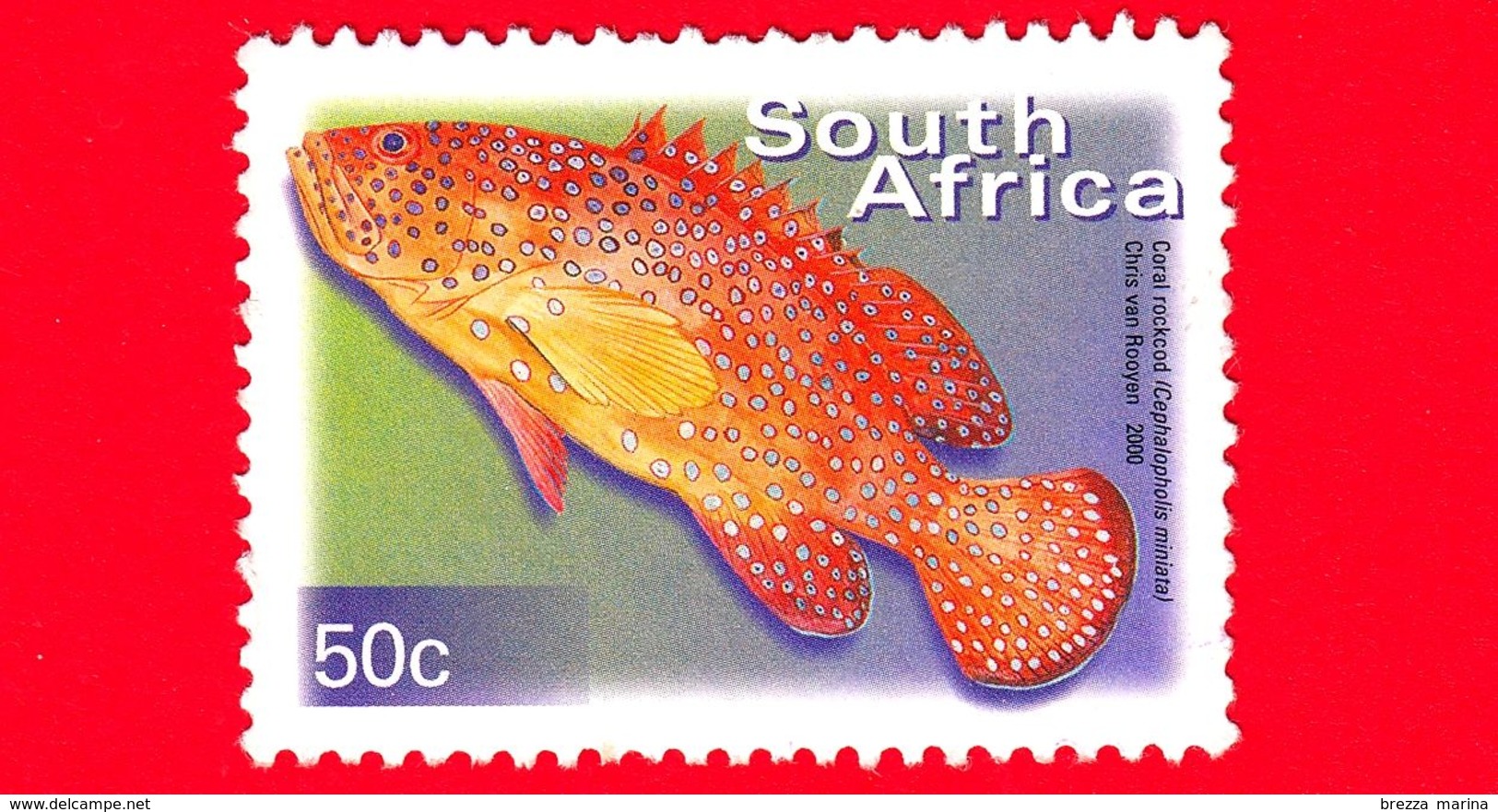 SUD AFRICA - Usato - 2000 - Pesci - Vita Marina - Cernia - Fish - Coral Rockcod - Cephalopholis Miniatus - 50 - Used Stamps