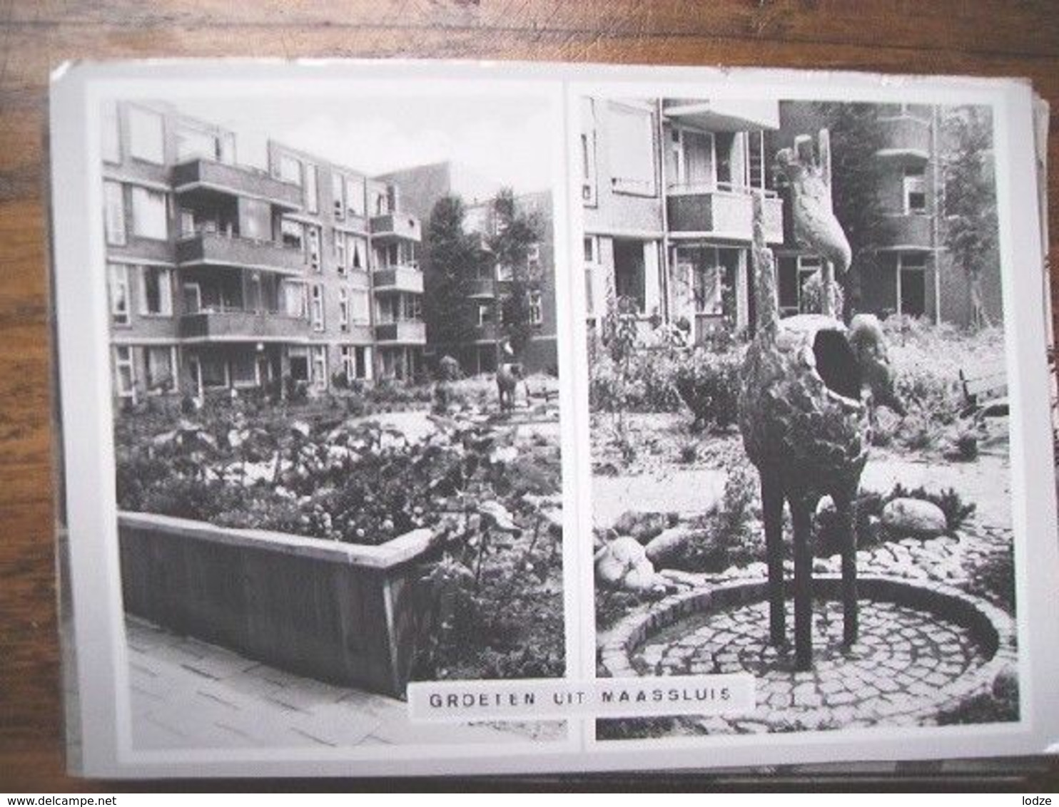 Nederland Holland Pays Bas Maassluis Met Rietvogels - Maassluis