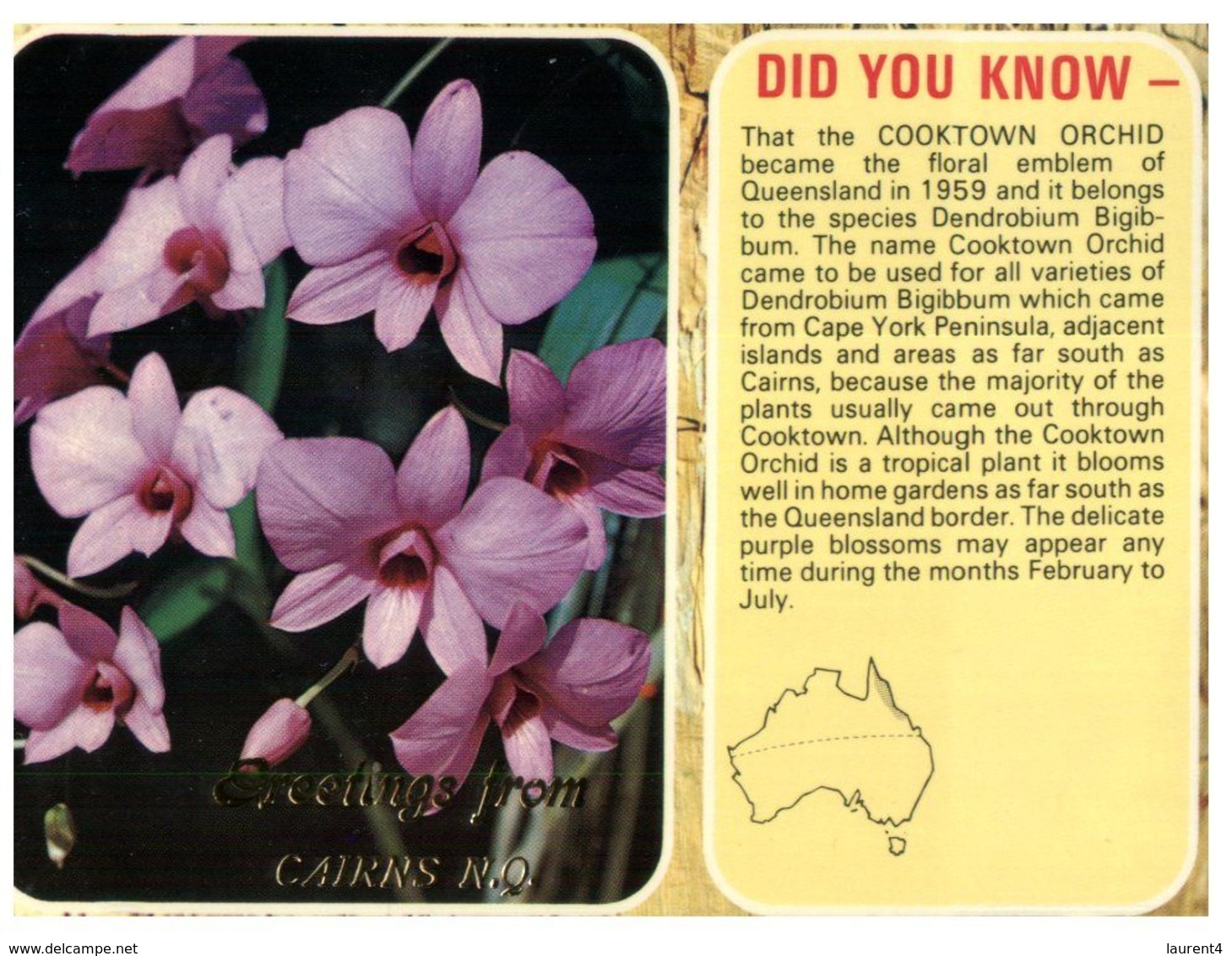 (G 10) Australia - QLD  - Cooktown Orchid - Far North Queensland