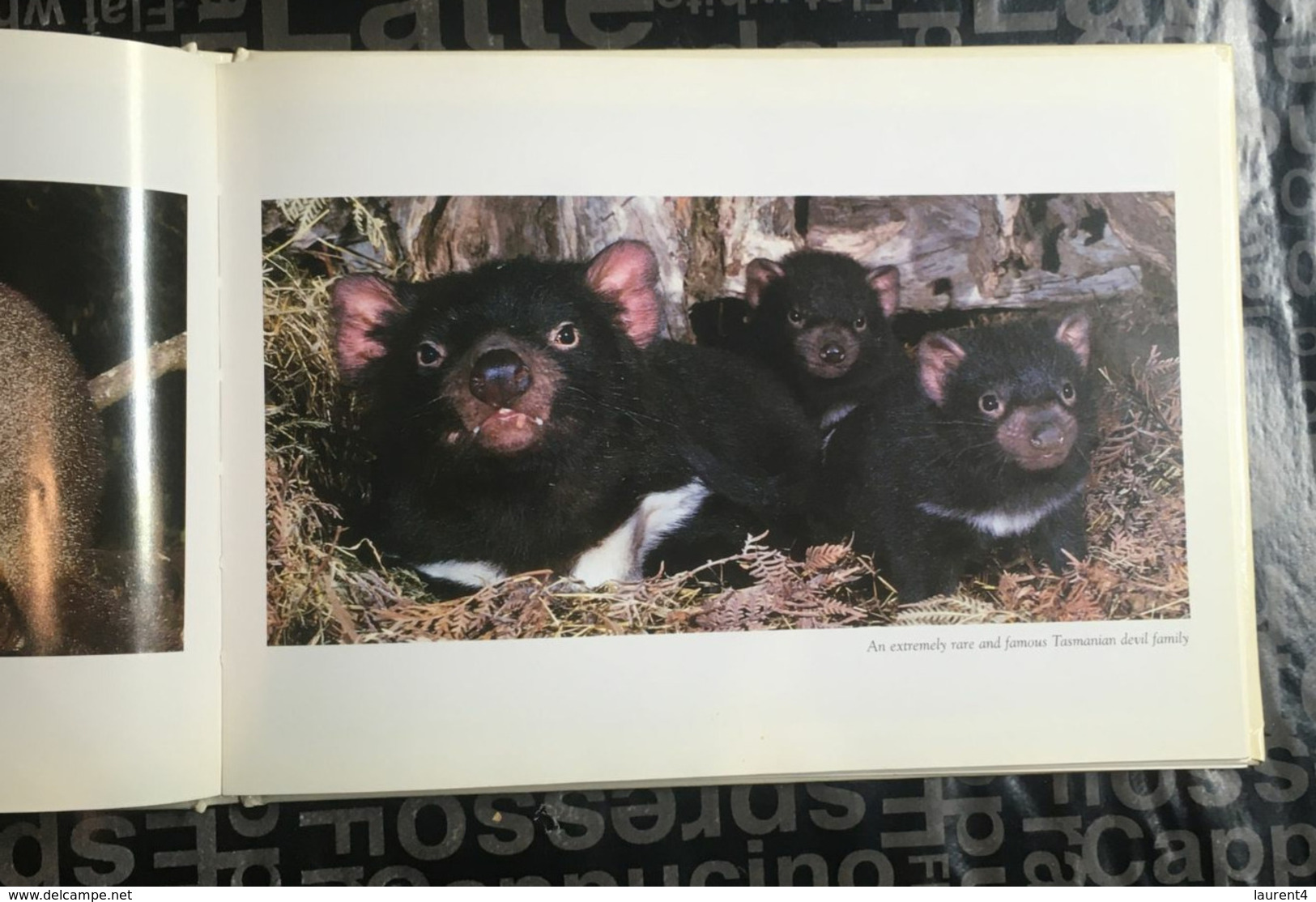 (Book) Wildlife Australia By Peter Lik (animals Photos Such As Crocodile - Wombat - Devils Etc) - 22x16cm - 300 G - Autres & Non Classés