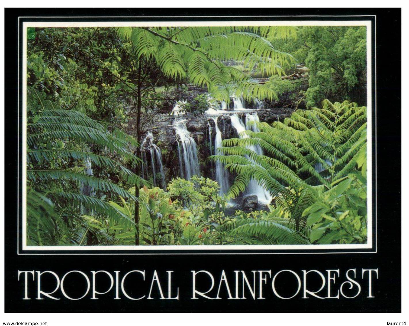 (M 21) Australia - QLD - Rainforest (PC0253) - Far North Queensland