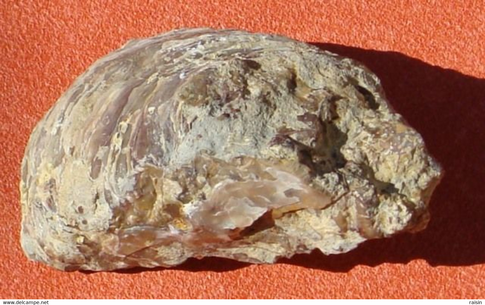 Huître Fossile Ostrea Belovacina Paléocène 55 Millions D'années - Fossilien