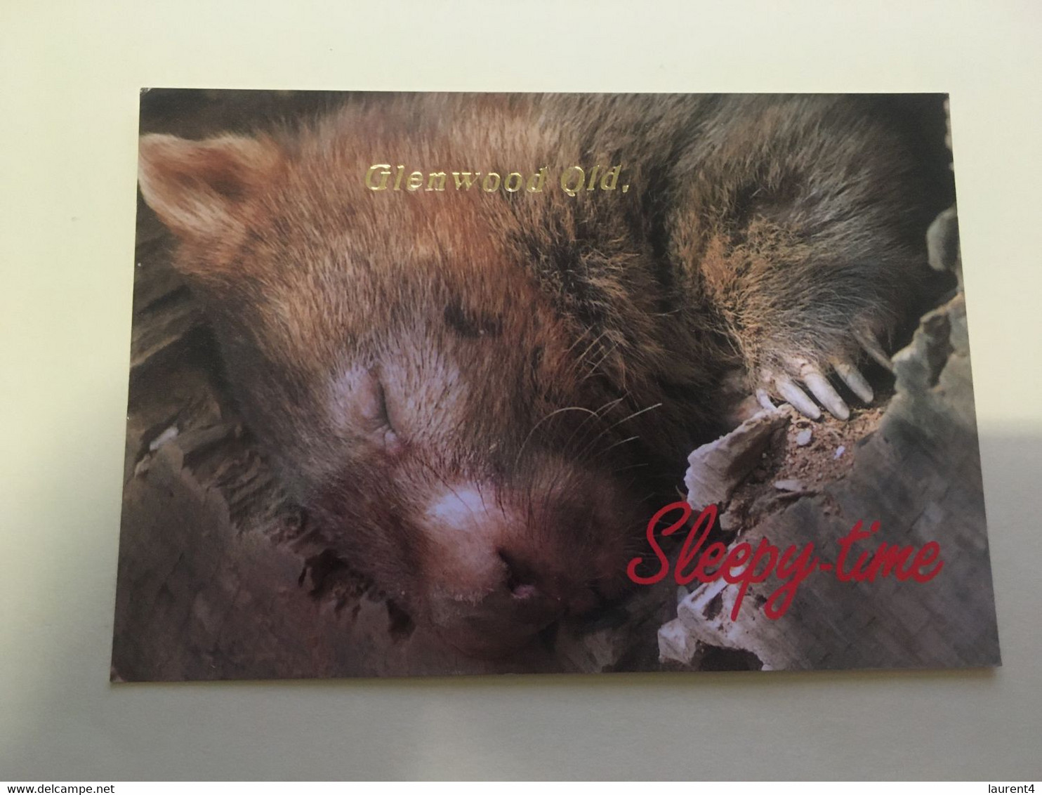 (R 11) Australia - Wombat Sleeping Time (Glenwood QLD) (W713B) - Great Barrier Reef