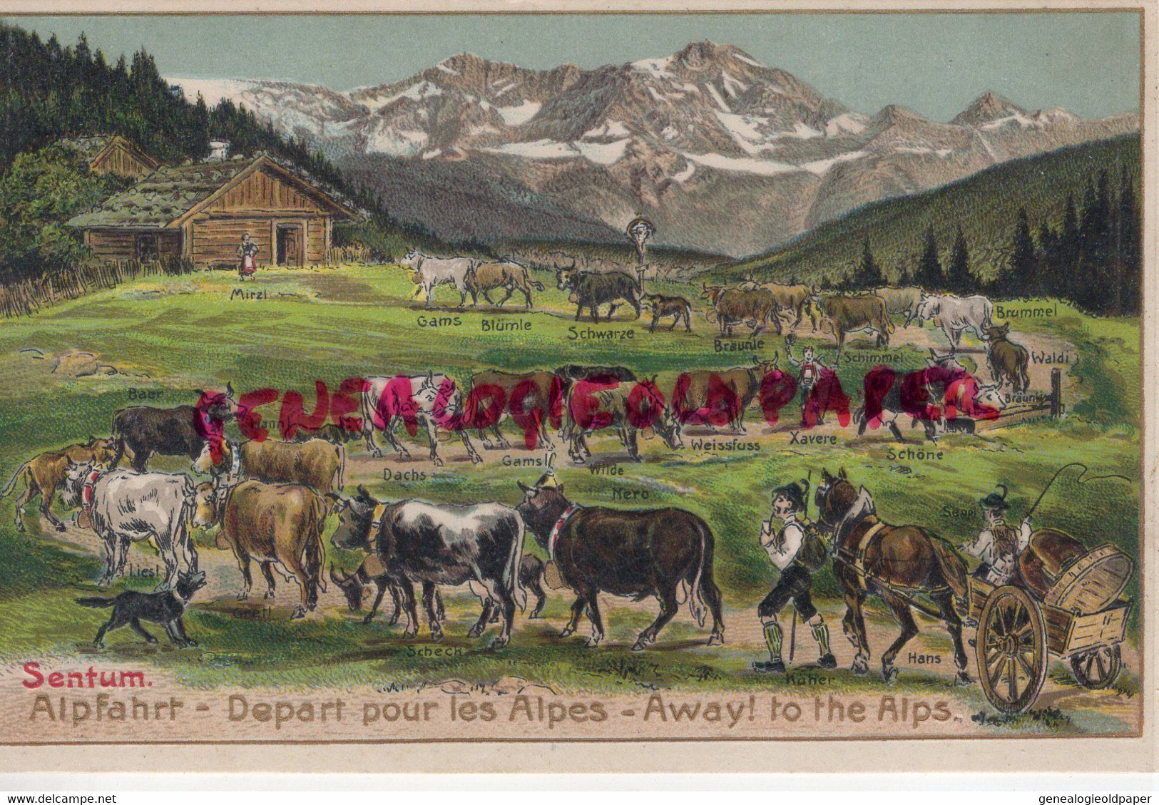 SUISSE- SENTUM- ALPFAHRR - DEPART POUR LES ALPES  AWAY TO THE ALPS -MAGIFIQUE CARTE GAUFREE - Sent