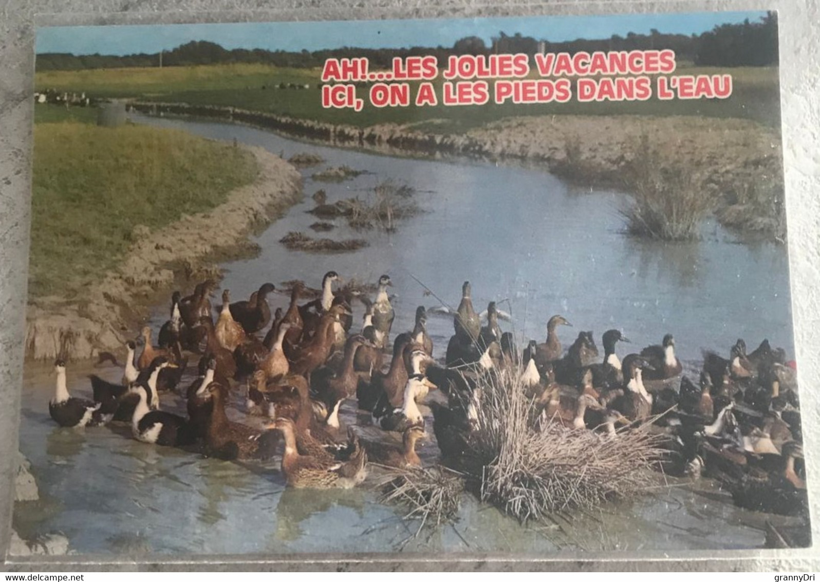 85 Challans Fameux Canards Dans Le Marais - Challans