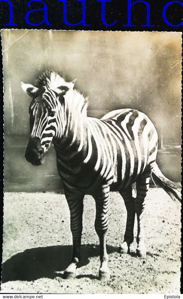 CPSM  Zèbre Afrique Du Sud - Zebra's