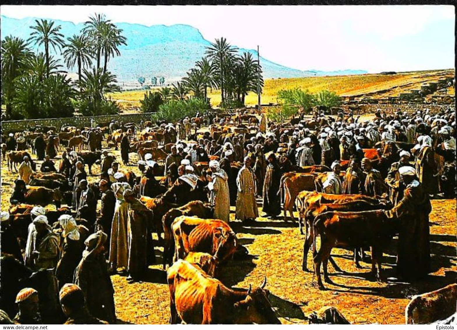 CPM // Maroc   Marché Aux Bestiaux  Vaches Cow - Fairs