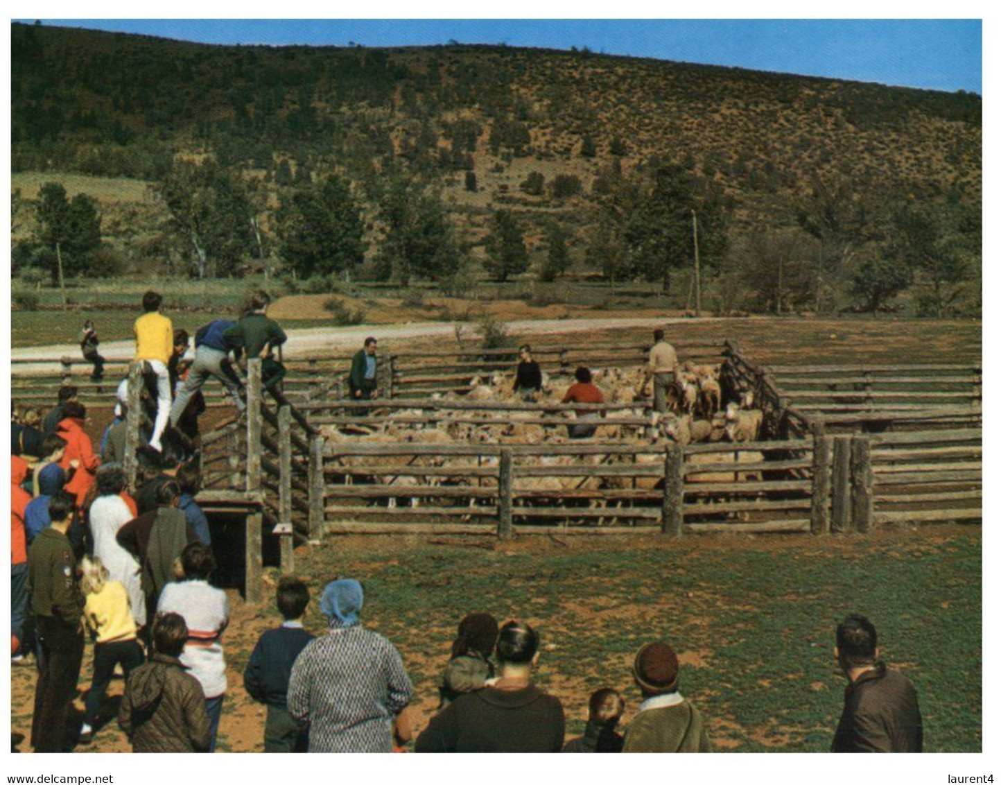 (T 18) Australia - SA - Near Wilpena - Sheep Yarding - Flinders Ranges