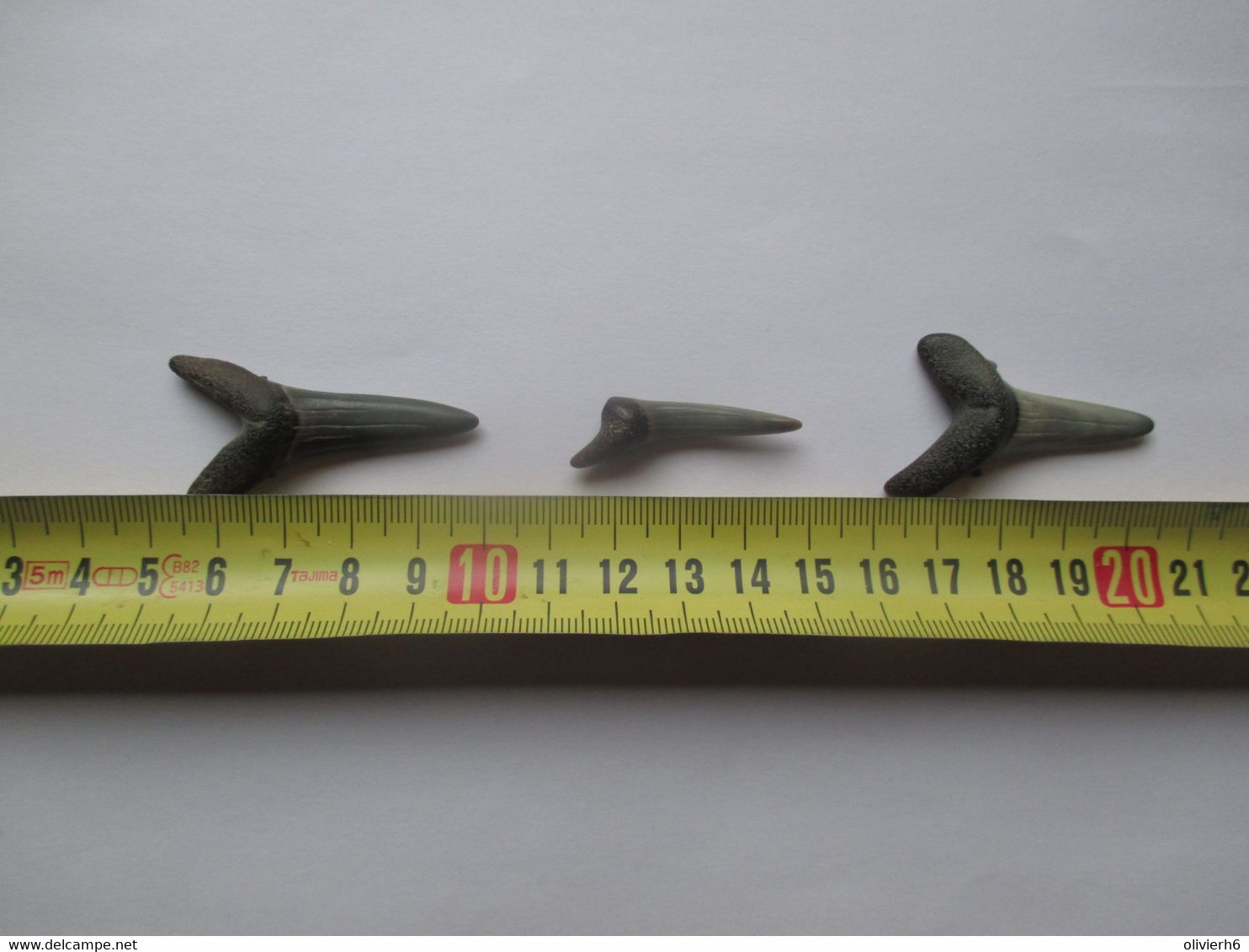 LOT 3 DENTS DE REQUIN FOSSILISE (4 Vues) - Fossilien