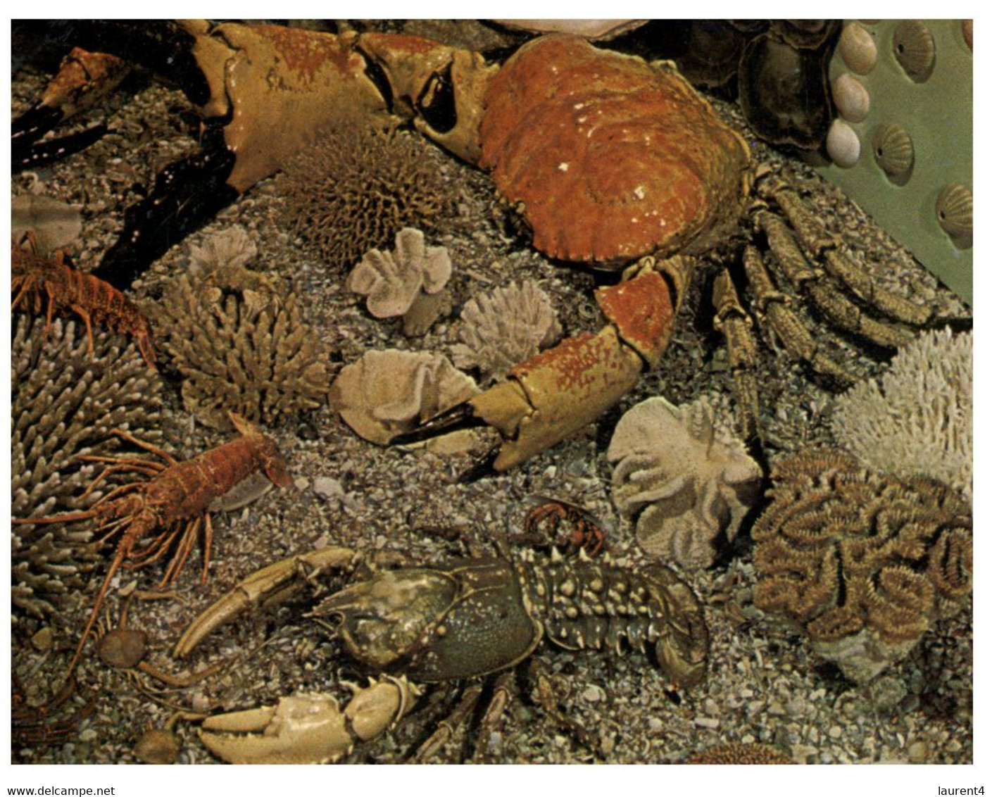 (V 28) Australia - QLD - Ayr (ey's House Marine Display (giant Sea Crabs And Lobsters) (W2) - Far North Queensland