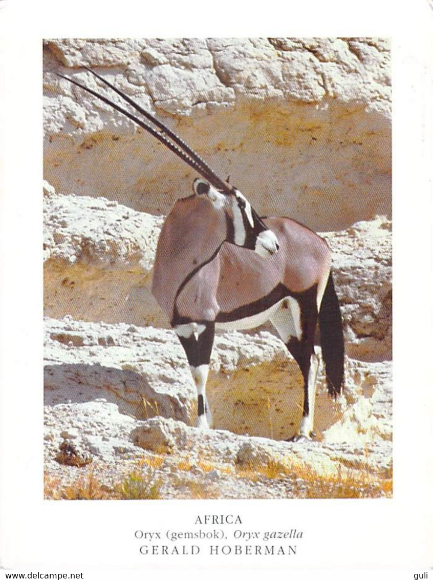 Afrique-NAMIBIE Namibia  AFRICA Oryx (gemsbok) Gazella Gazelle - Photo Gerald Hoberman    - TIMBRE STAMP NAMIBIA - Namibie