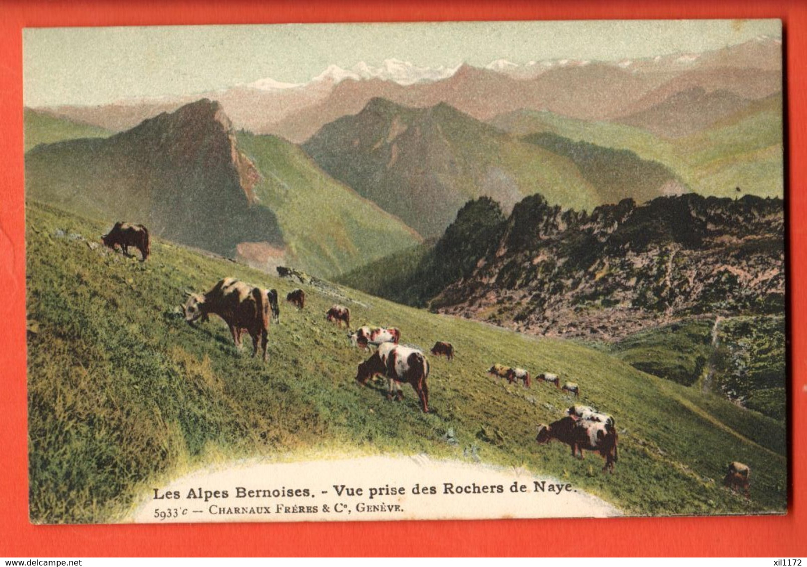 ZBU-08  Les Alpes Bernoises Vue Prise Des Rochers De Naye. Troupeau De Vaches Charnaux 5933c Circulé 1906 - Roche