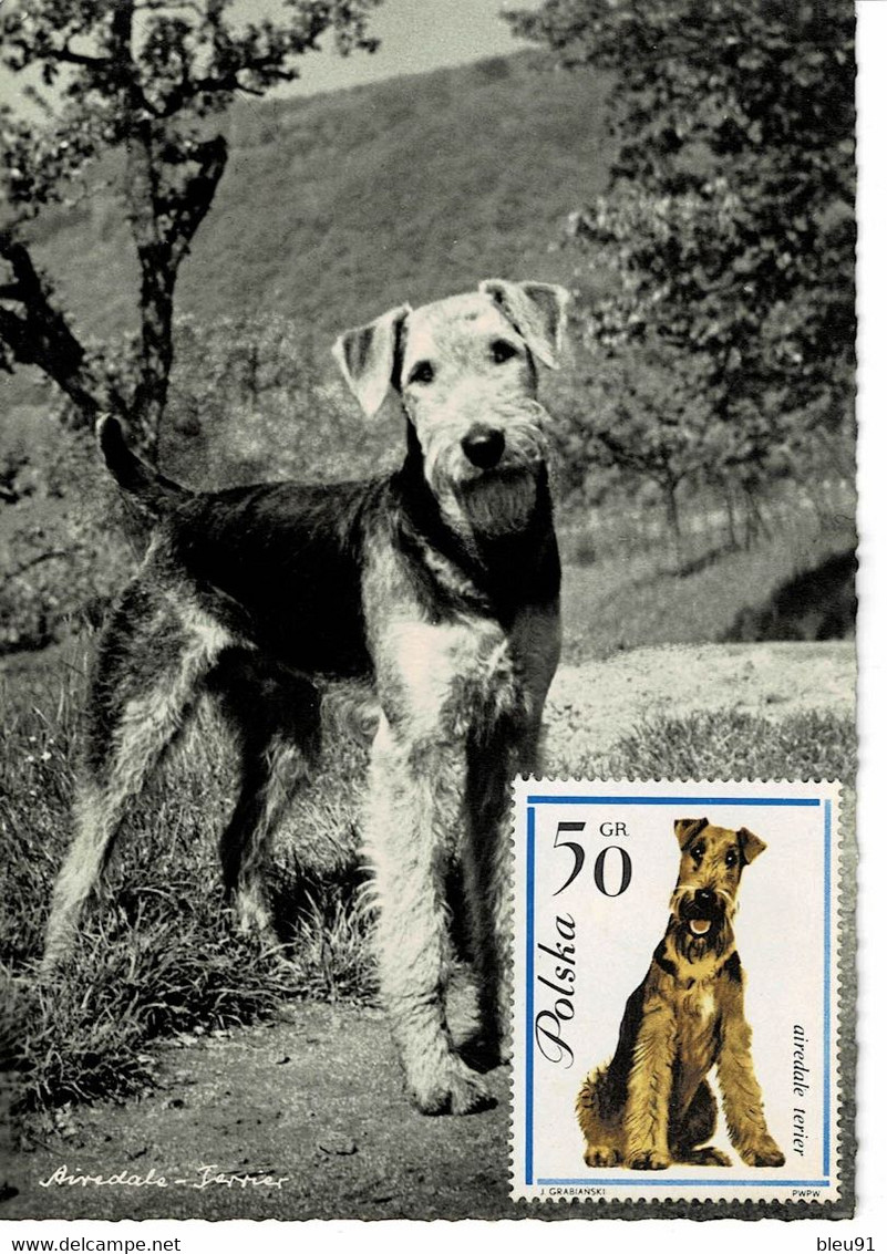 CARTE MAXIMUM  POLOGNE CHIENS ET CHATS CATS AND DOGS - Cartes Maximum