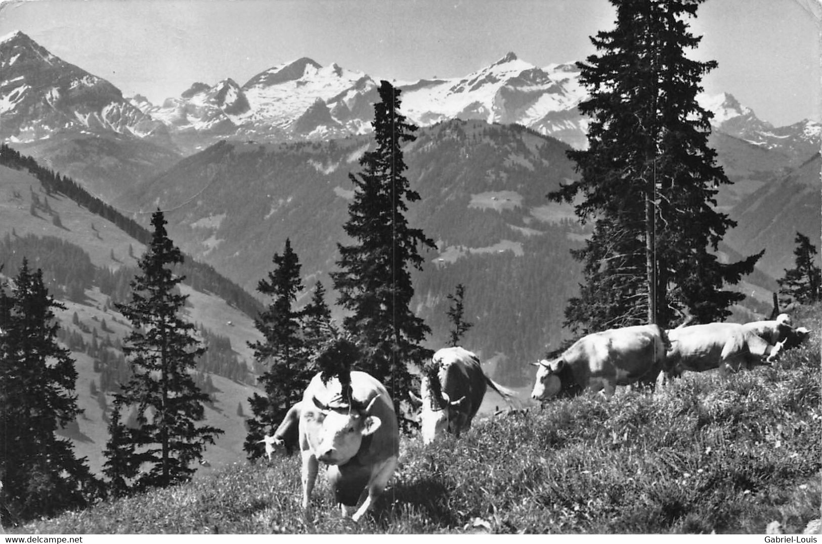 Alpaufzug Auf Den Hornberg - Gstaad - Fam. Kübli - Gstaad