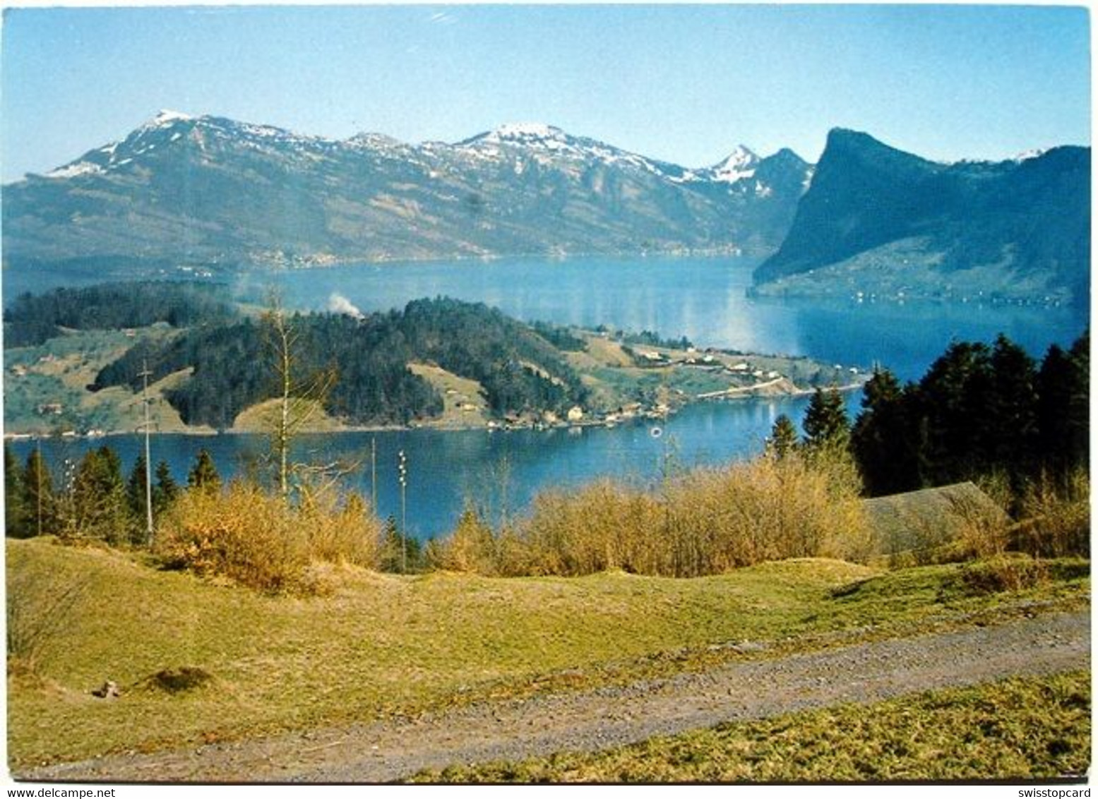 KASTANIENBAUM Blick Auf Halbinsel Horw - Horw