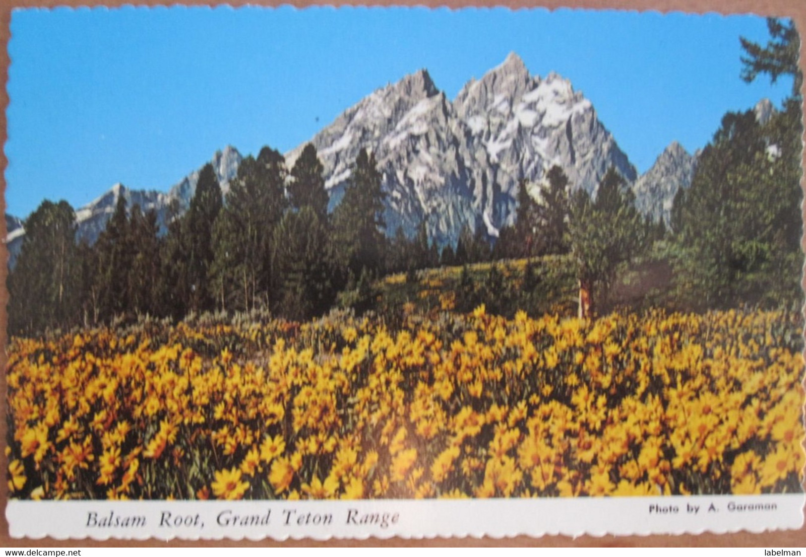 NATIONAL PARK GRAND TETONS BALSAM ROOT RANGE WYOMING UNITED STATES CARD ANSICHTSKARTE CARTOLINA POSTCARD PC STAMP - Corpus Christi