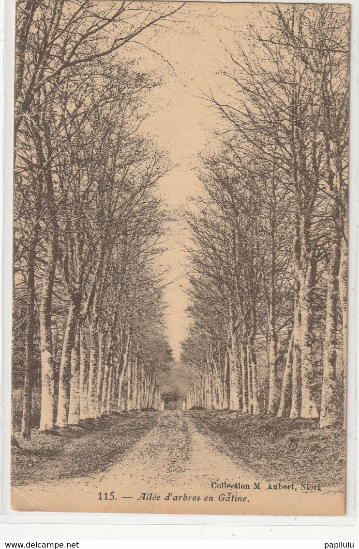 DEPT 79 : édit. M Aubert Niort : Allée D'arbres En Gatine :  Photo Impr. C Jeangette - Mazieres En Gatine