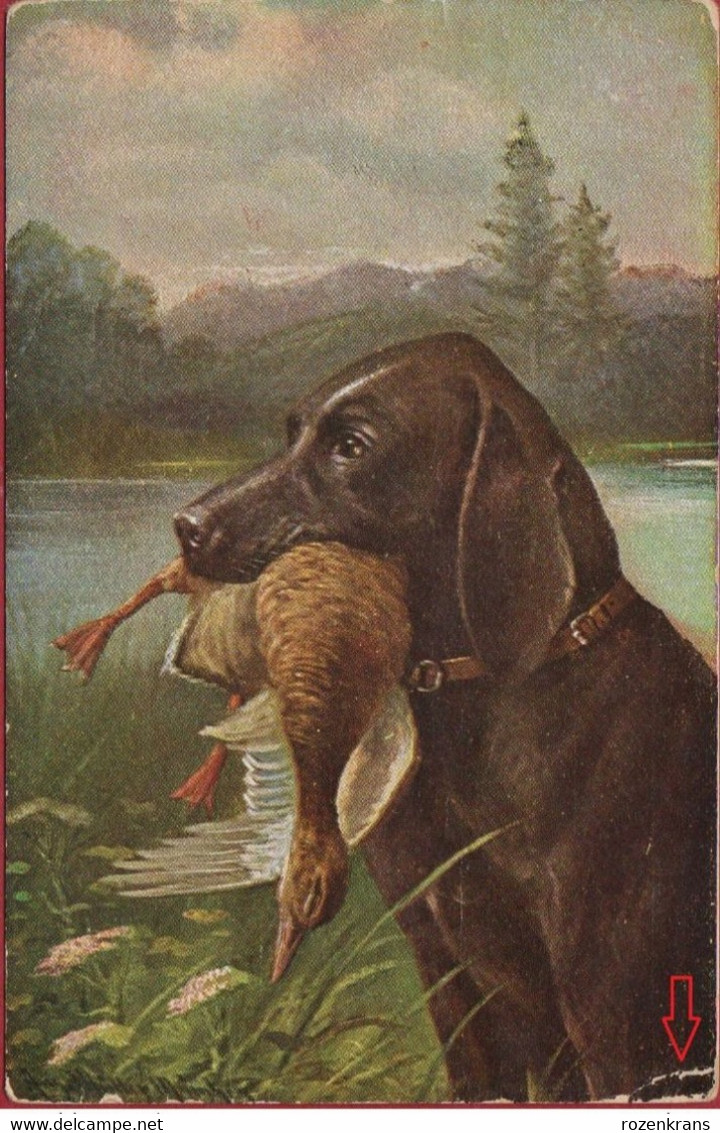 August Muller Illustrator Illustrateur Chien De Chasse Hunting Dog Hond Hund CPA Old Postcard Canard Duck Eend - Mueller, August - Munich