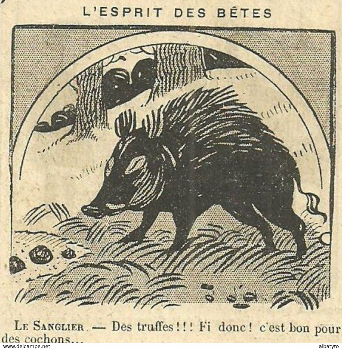 Unclassified Truffe Truffes Sanglier Truffier Tartufo Truffle Almanach 1911 Truffel Cochon Sauvage Humour Humoristique