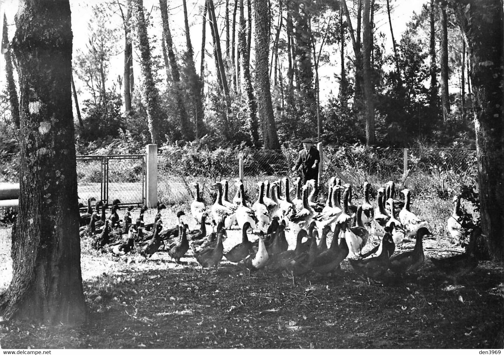 VILLENEUVE-de-MARSAN - Jean Darroze - Elevage D'Oies De Daugé - Photo Jacques Desprats- Tirage D'éditeur N&B Non Dentelé - Villeneuve De Marsan