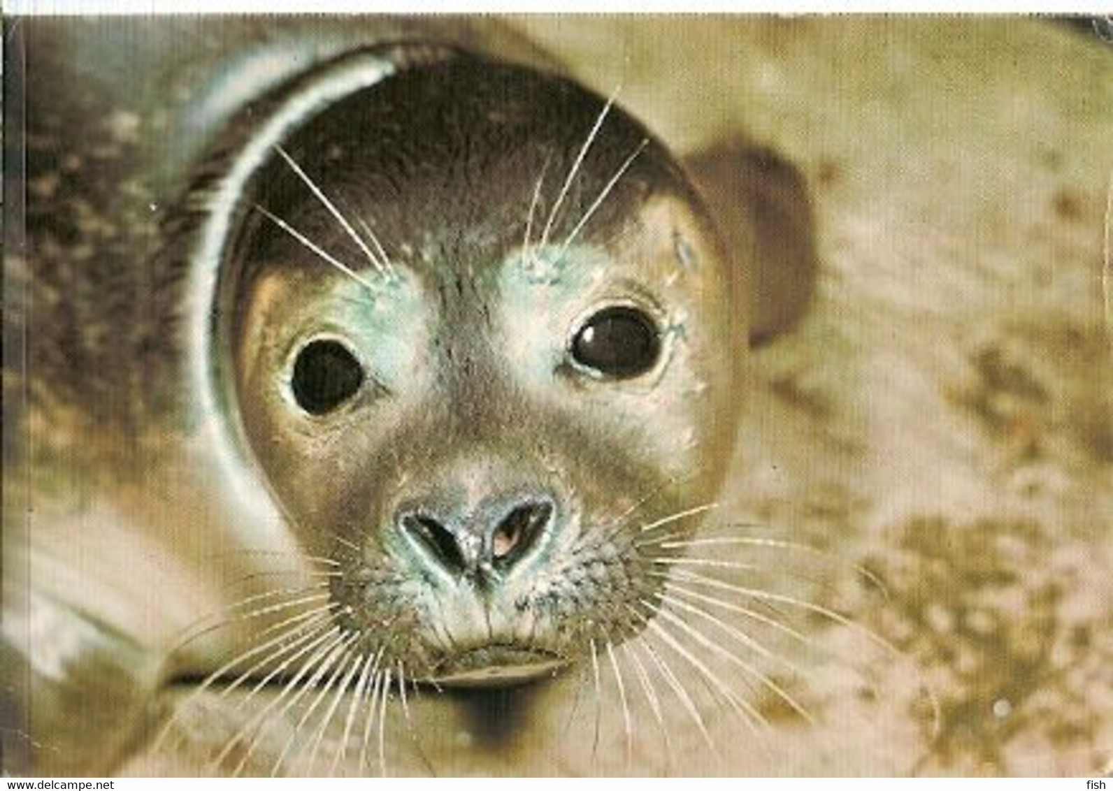 England & Marcofilia, Common Seal Phoca Vitulina, Natural History Museum,  Hounslow  Ipswich 1980 (75) - Sin Clasificación