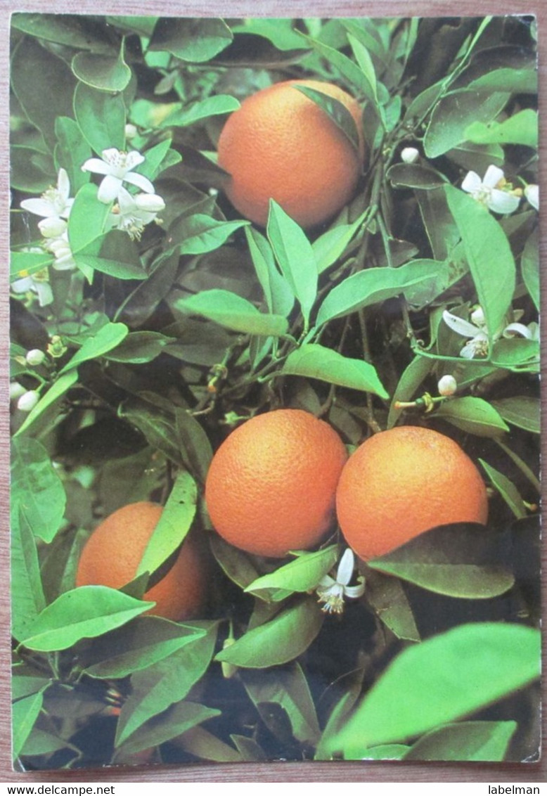 ISRAEL PALPHOT 9593 JAFFA ORANGE FLOWER WILD PICTURE JUDAICA CARD POSTCARD CARTOLINA ANSICHTSKARTE - New Year