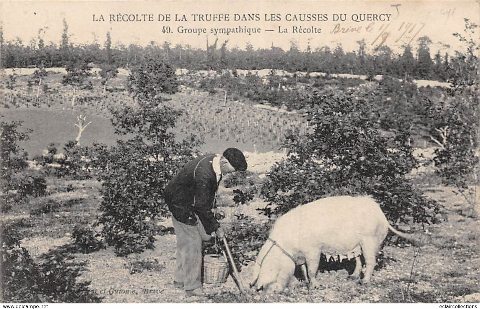 Non Classés. Divers      46     Récolte De La Truffe. Groupe. Sympathique  - Cochon - (voir Scan) - Sonstige & Ohne Zuordnung