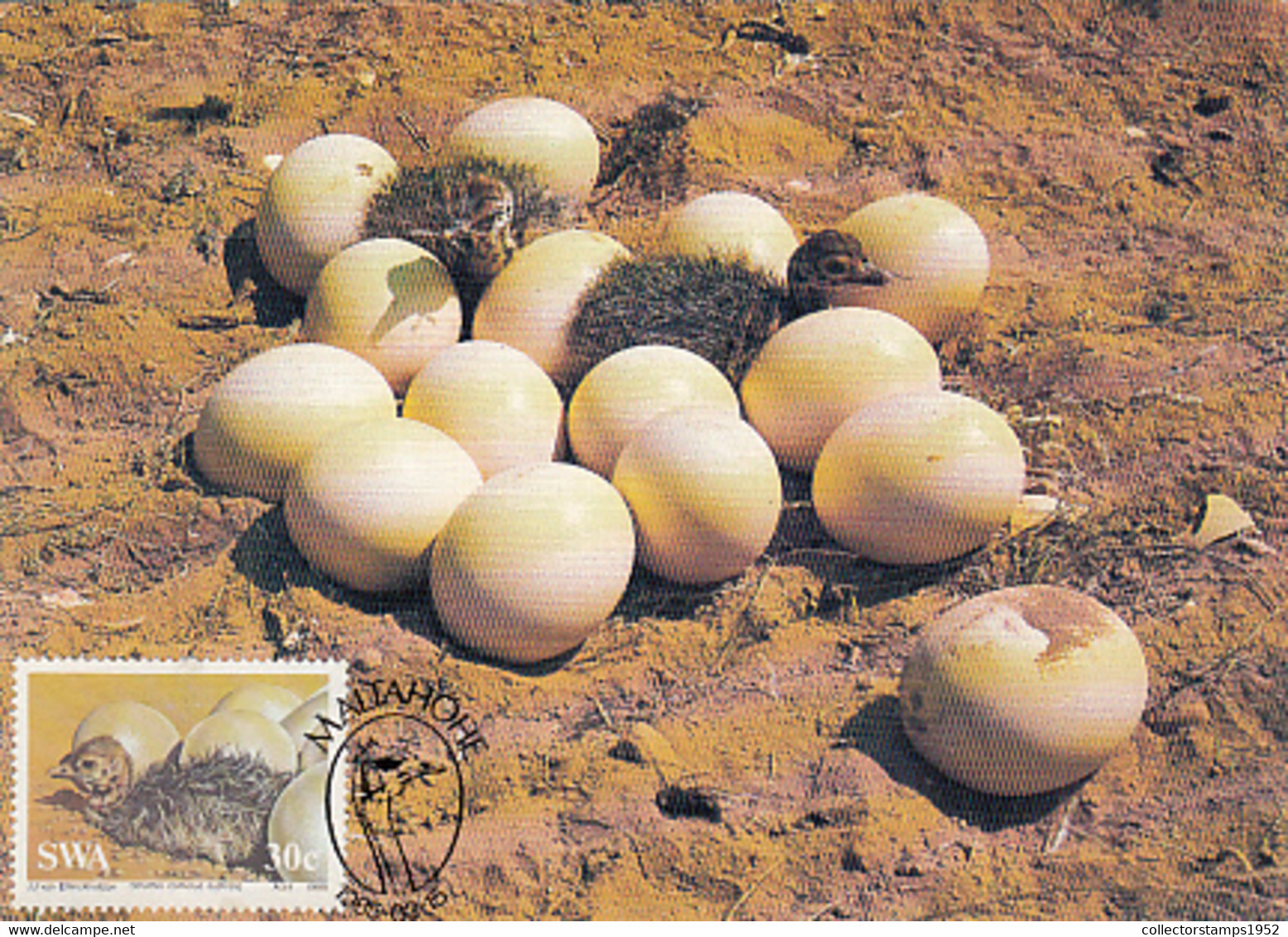 93317- SOUTH AFRICAN OSTRICH, EGGS, HATCHLINGS, BIRDS, ANIMALS, MAXIMUM CARD, 1985, SOUTH AFRICA - Ostriches
