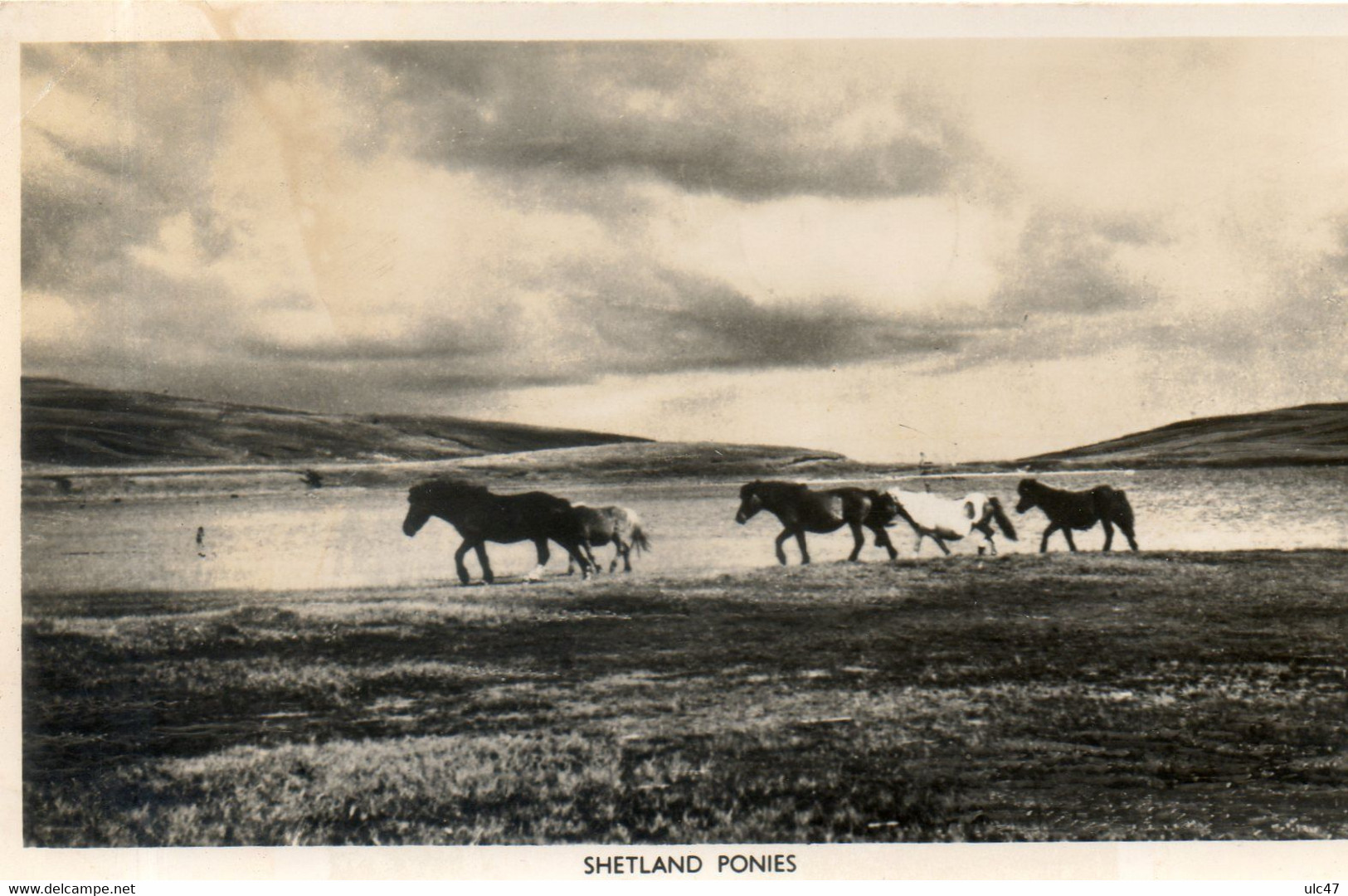 - SHETLAND PONIES. - Carte Photo - Scan Verso - - Shetland