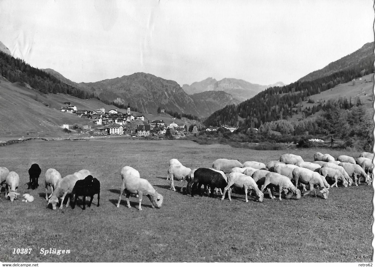 SPLÜGEN → Weidende Schafherde Vor Splügen Anno 1956 - Splügen