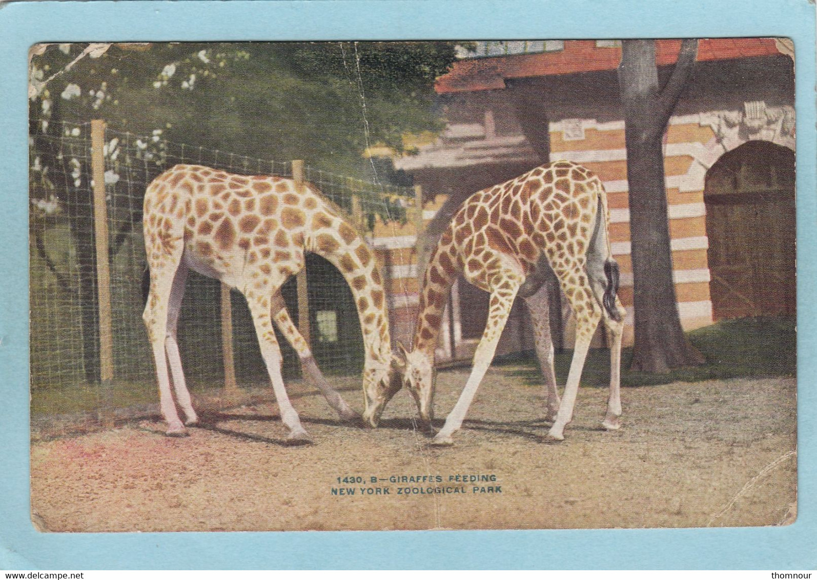 NEW  YORK  ZOOLOGICAL  PARK  -  GIRAFFES  FEEDING   - - Parchi & Giardini