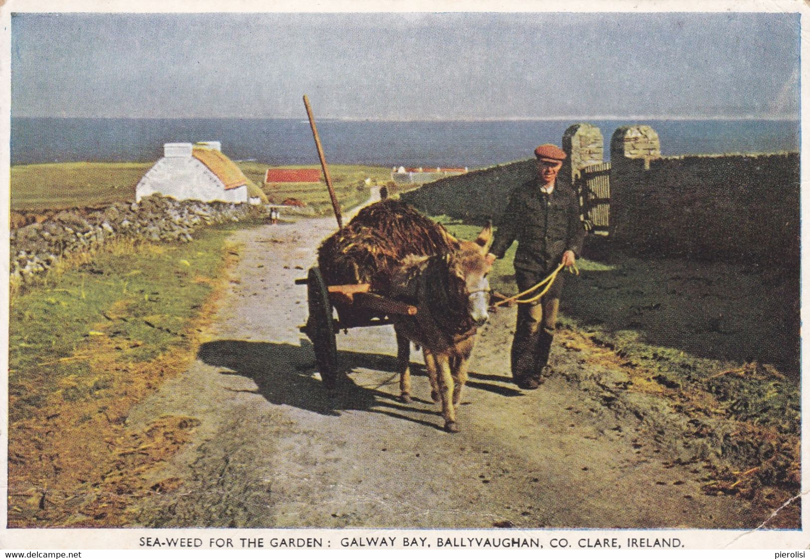 (B-ST097) - CLARE - Sea-weed For The Garden: Galway Bay, Ballyvaughan - Clare