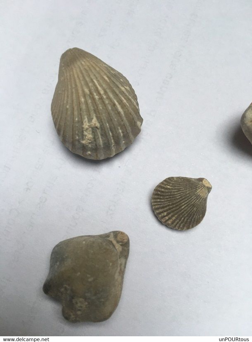 5 Fossiles De Bivalves - Fossilien