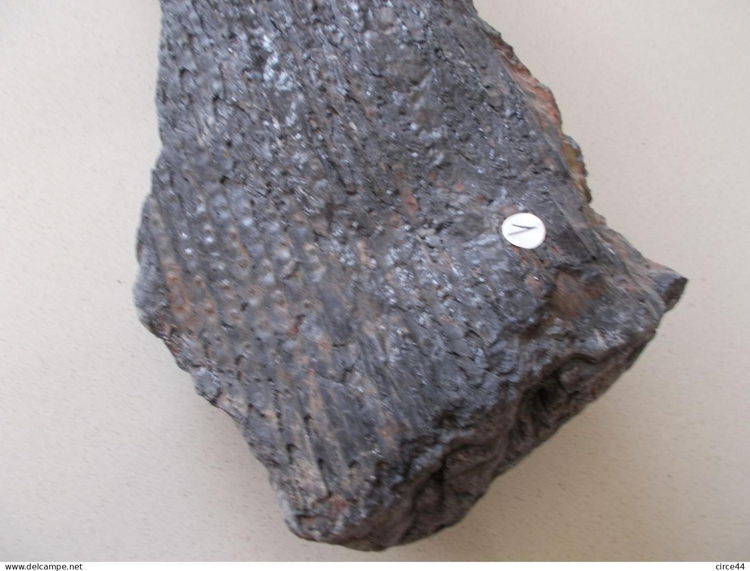 FLORE DU CARBONIFERE.SIGILLAIRE.NOYELLES LES LENS.MASSE.2.6KG - Fossilien