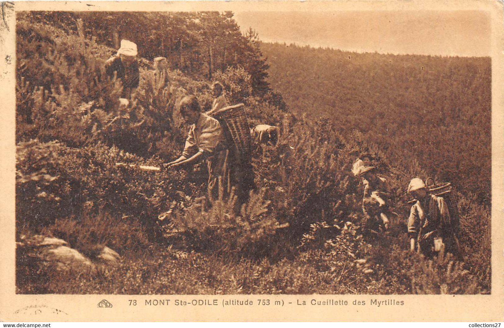 67-MONT-SAINTE-ODILE- LA CUEILLETTE DES MYRTILLES - Sonstige & Ohne Zuordnung