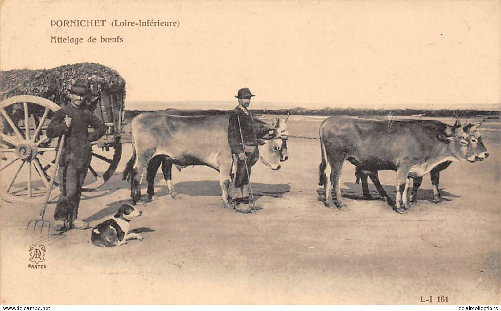 Pornichet            44         Attelage De Bœufs            (voir Scan) - Pornichet