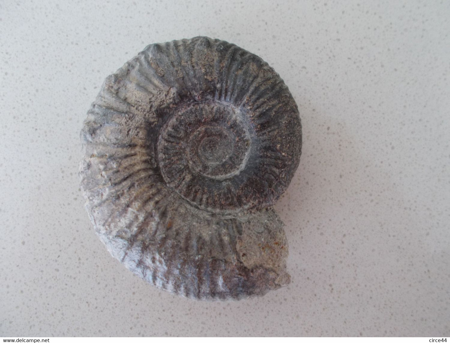 FOSSILE.RARE AMMONITE SIEMIRODZKIA AURIGERA.NIEVRE..MASSE.80g.6X6.5CM - Fossilien