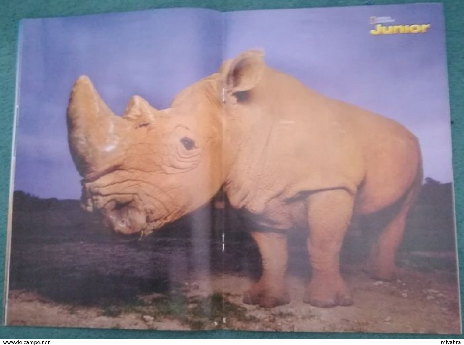 NATIONAL GEOGRAPHIC JUNIOR N° 6 - JAN 2015 - ( MET FOTO NEUSHOORN RHINOCEROS PINGUIN ZWAAN CYGNE) - Sport