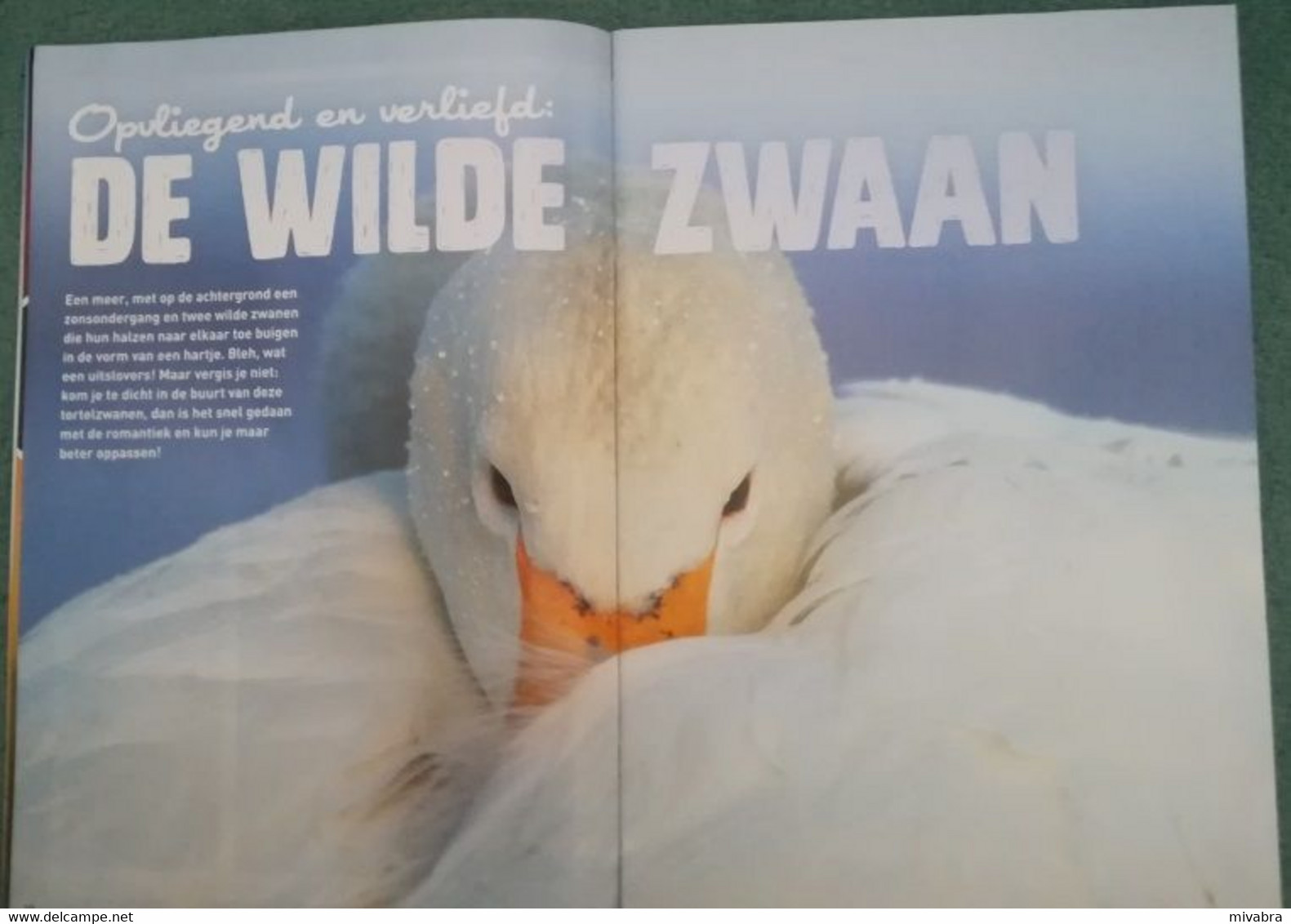 NATIONAL GEOGRAPHIC JUNIOR N° 6 - JAN 2015 - ( MET FOTO NEUSHOORN RHINOCEROS PINGUIN ZWAAN CYGNE) - Sport