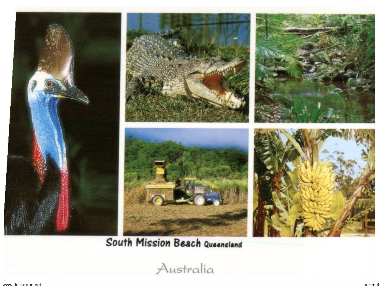 (II [ii] 11 A) (ep) Australia - QLD - South Mission Beach - Sugar Cane / Banana  / Crocodile / Casowary - Far North Queensland