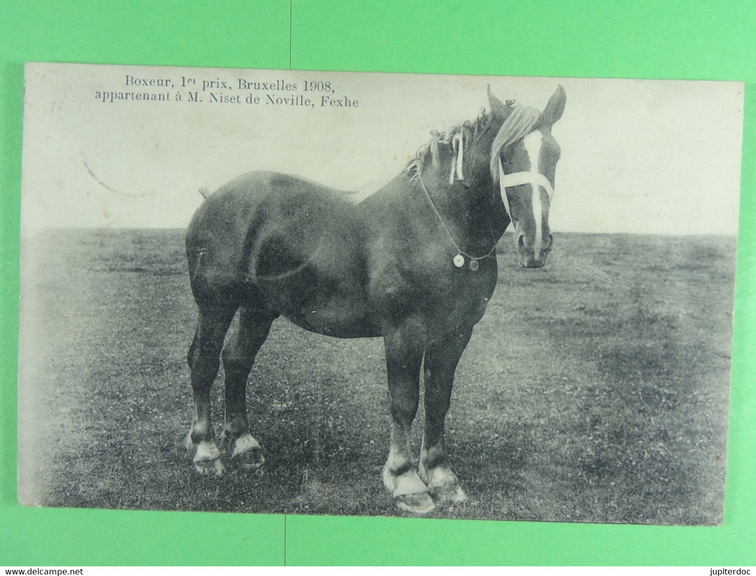 Boxeur, 1er Prix Bruxelles 1908, Appartenant à M. Biset De Noville, Fexhe - Fexhe-le-Haut-Clocher