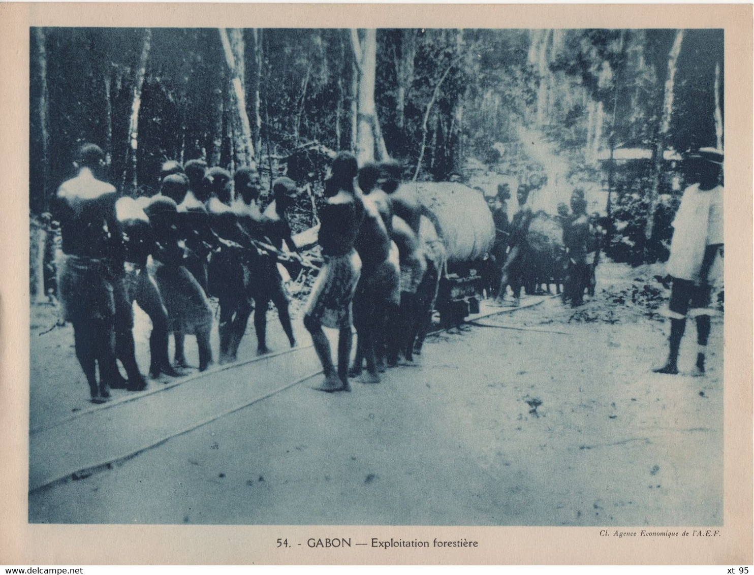 Pour L'Enseignement Vivant (24x18cm) - Les Colonies Francaises - Gabon - Exploitation Forestiere - Gabon