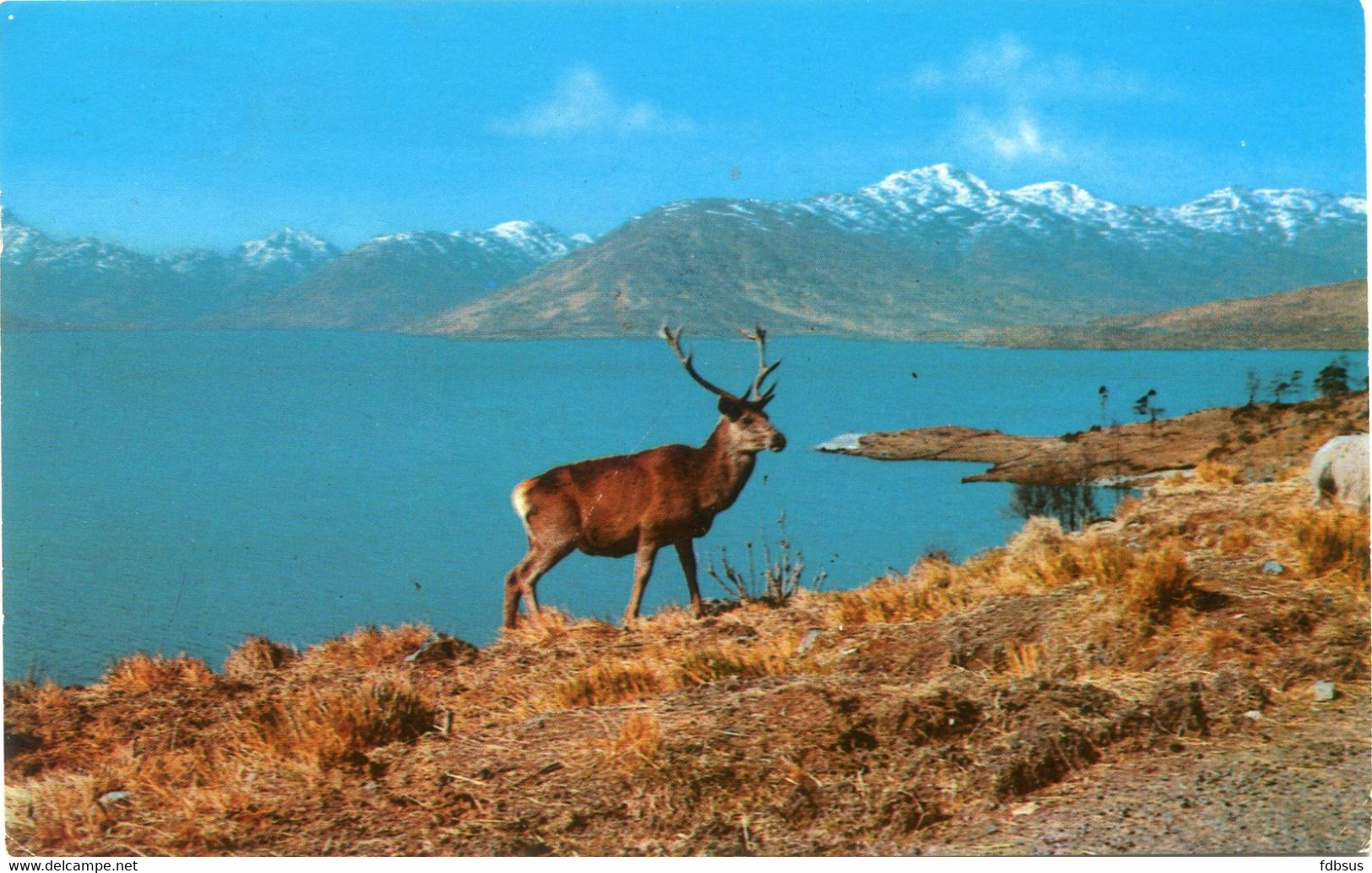 1969 A Highland Monarch - Deer -  Posted Nairn To Stekene - Card Nr PT35240 + Stempel OOSTENDE C 1 C - - Nairnshire