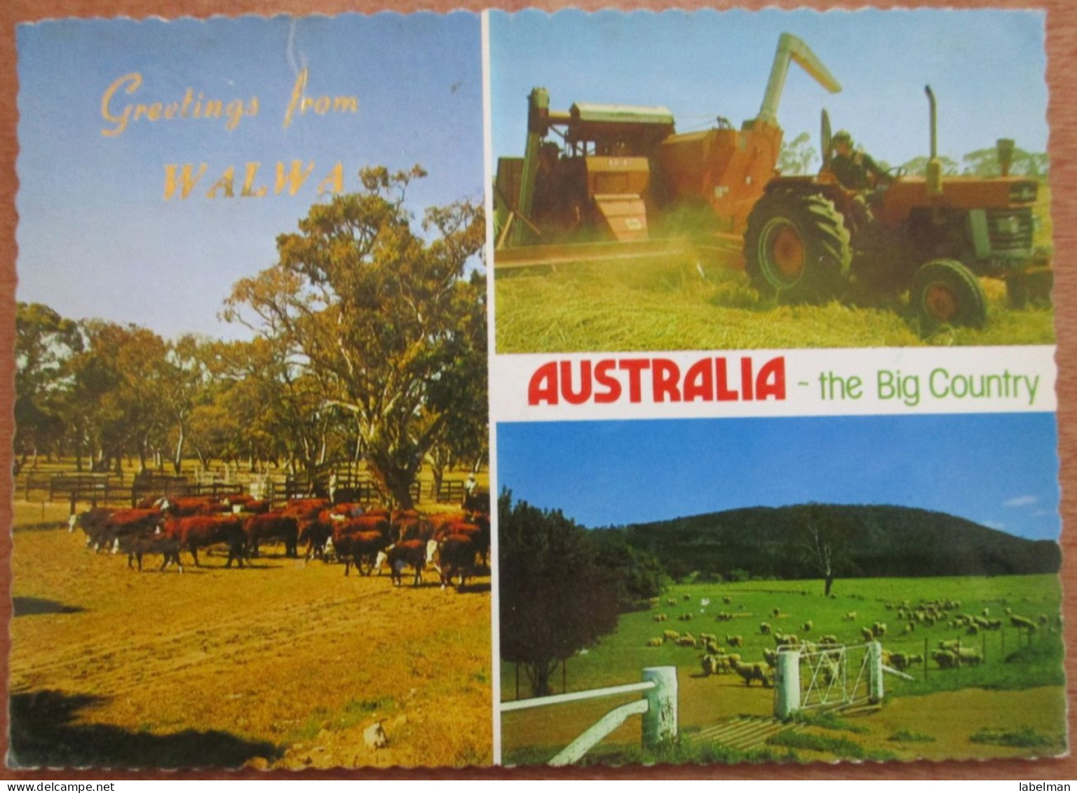 AUSTRALIA WALWA AGRICULTURE CPA CPM CARD POSTCARD ANSICHTSKARTE PICTURE CARTOLINA PHOTO - Flinders Ranges