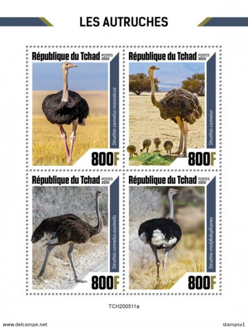 Chad 2020 Ostriches. (511a) OFFICIAL ISSUE - Ostriches