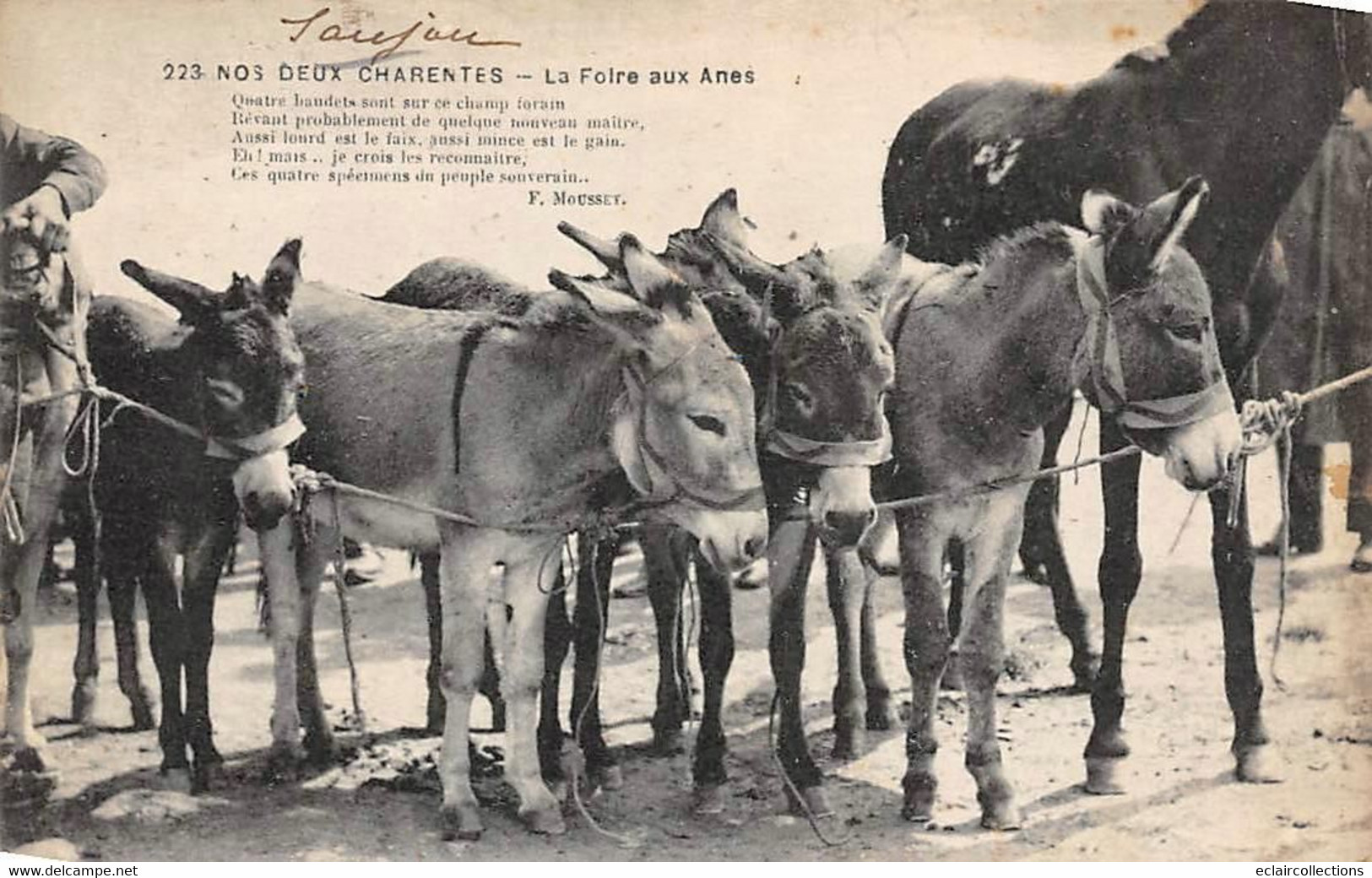 Saujon      17           La Foire Aux ânes     . Cliché Braun     (voir Scan) - Saujon