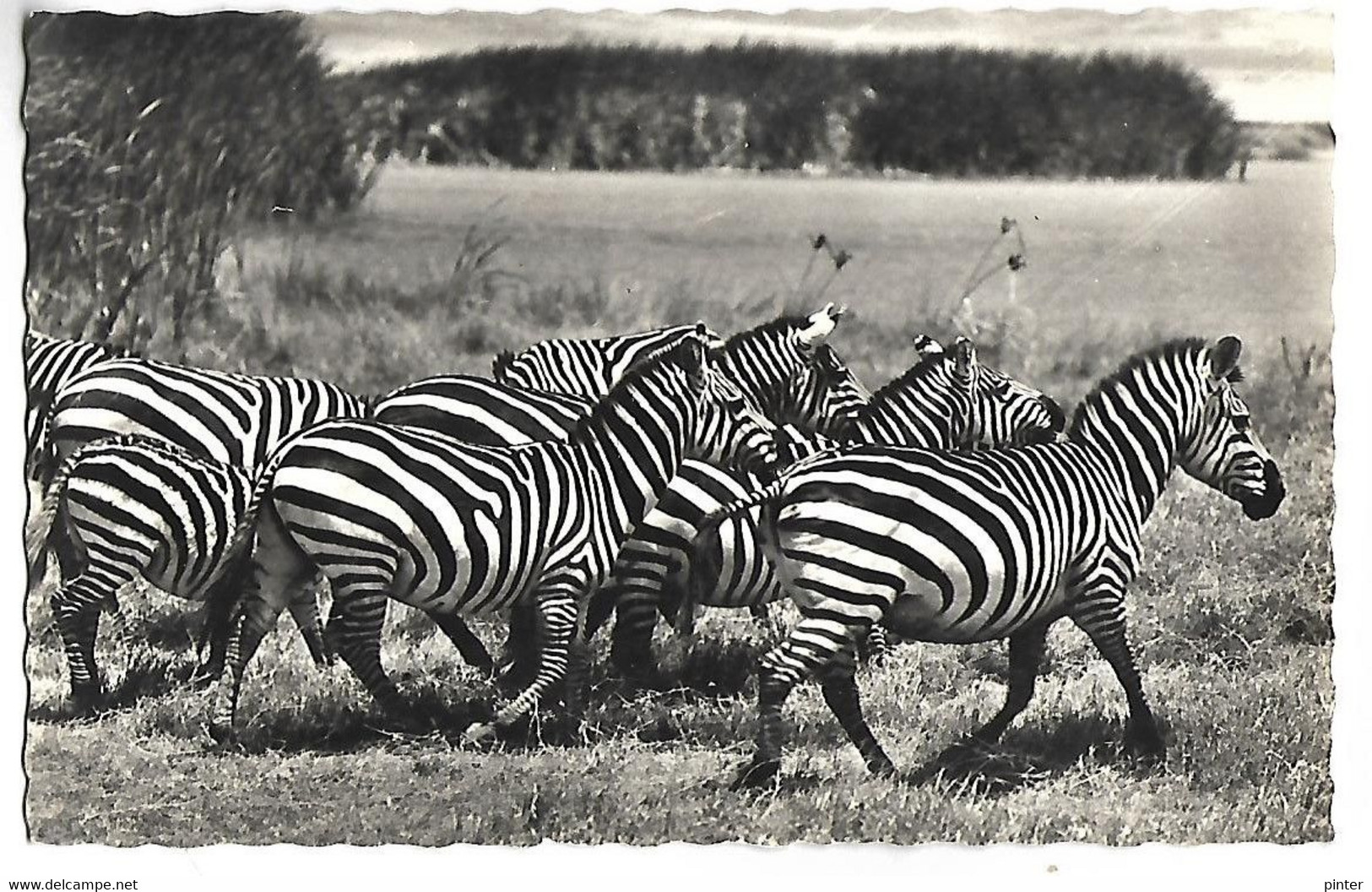 Faune Africaine - Troupeau De ZEBRES - Zèbres