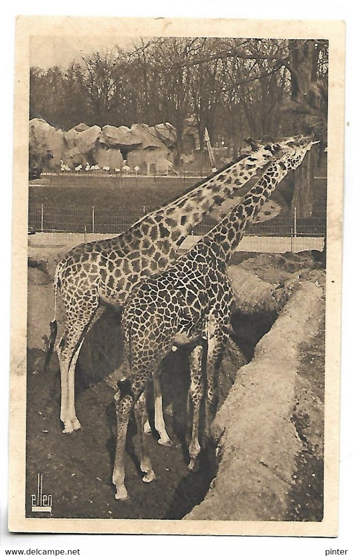 GIRAFE - Parc Zoologique Du Bois De Vincennes - Girafe Piralta Et Girafe Tippelskirki - Girafes